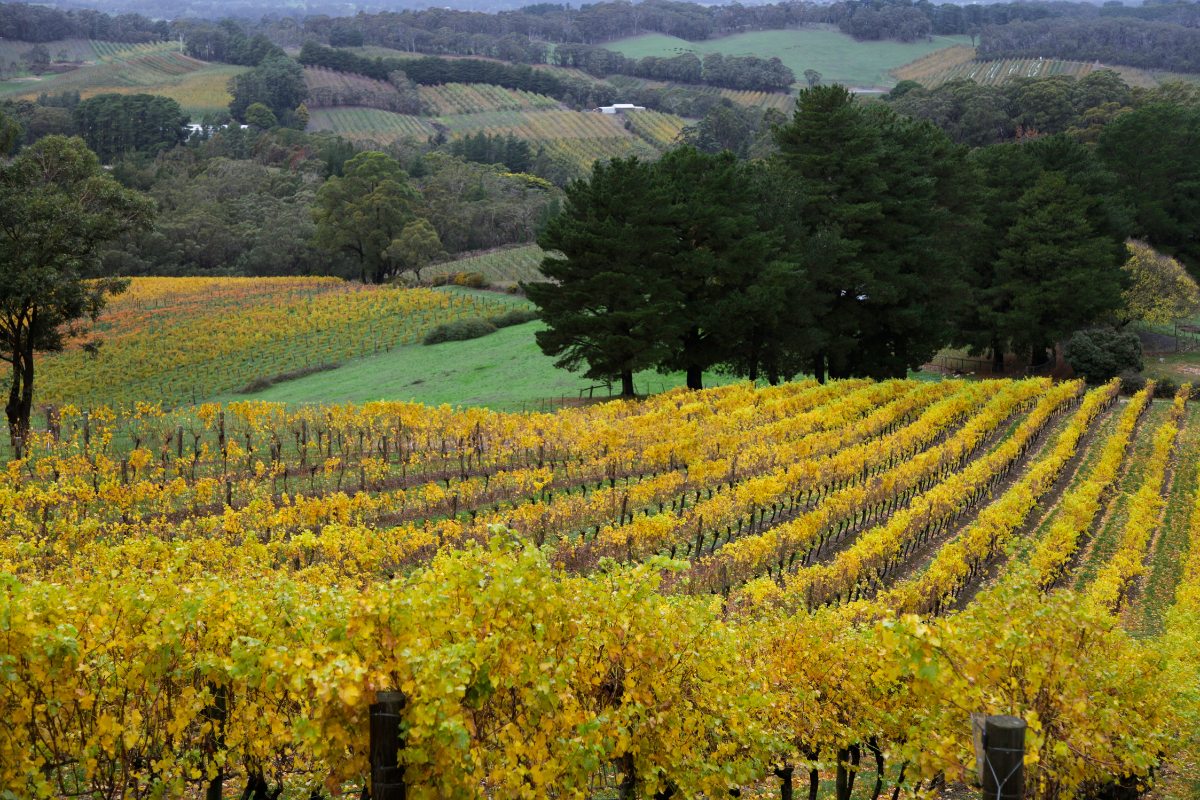 The Top 5 Greenest Cities in Australia: Adelaide