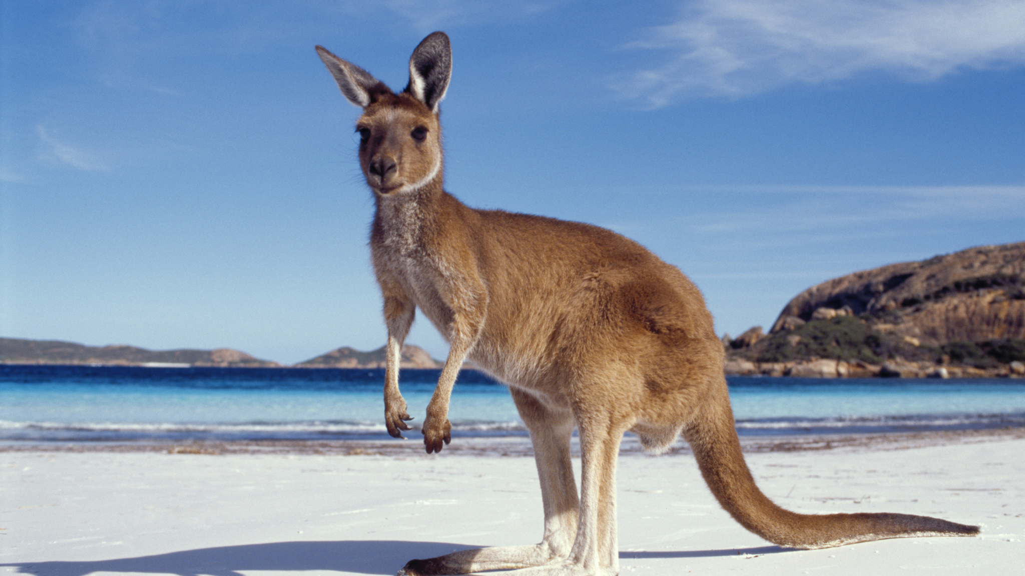 Kangaroo